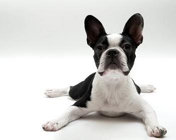 Boston Terrier Puppies on Boston Terrier Puppy Training   Breed Information   Boston Terrier