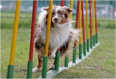 Dog Agility Training | Agility Training For Dogs | Tunnels Weave Poles ...
