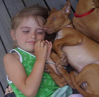 choosing a dog breed discover how to choose a dog breed small dog breeds 346x340 choosing a dog breed discover how to choose a dog breed small dog breeds 346x340