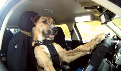 dog crates new zealand on Shelter Dogs Taught How To Drive