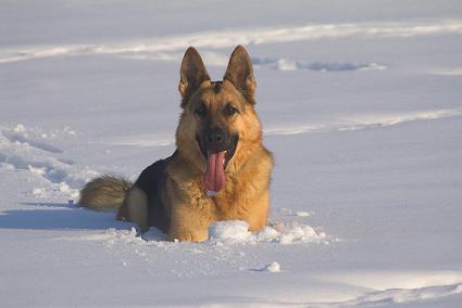 German Shepherd Puppy Training