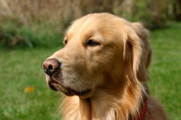 Golden Retriever Puppies on Some Cute Little Golden Retriever Puppies