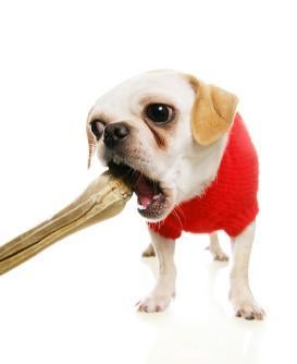 Evaluation Of Raw Food Diets For Dogs