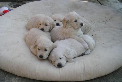  Puppies on Choosing A Labrador Puppy