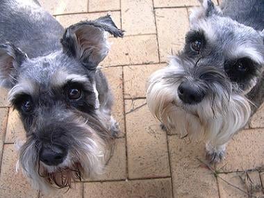 the Miniature Schnauzers the Miniature Schnauzers