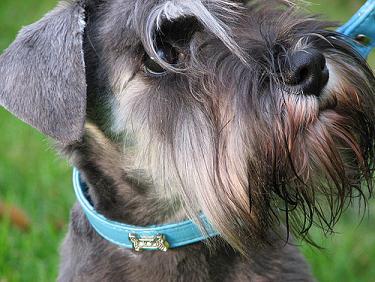 Potty Training Puppies on Miniature Schnauzer Potty Training