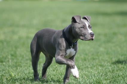 Pit Bull Breed Profile