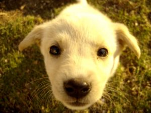 dog-house-training