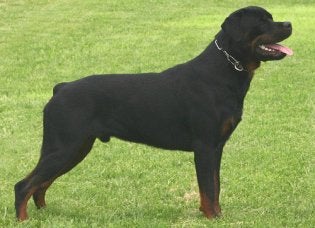 rottweiler puppy for sale