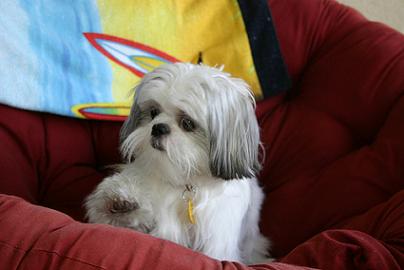 Shih+tzu+puppy+haircuts