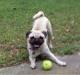 PugJackie\'s Avatar
