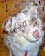 Gyspy\'s Avatar