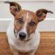 systematicdog\'s Avatar