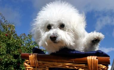 bichon frise puppies