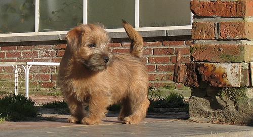 Norfolk Terrier Puppy Training