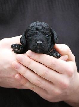 Black Poodle Puppy