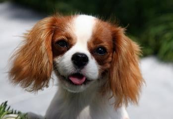 Cute Cavalier King Charles Spaniel Dog puppy