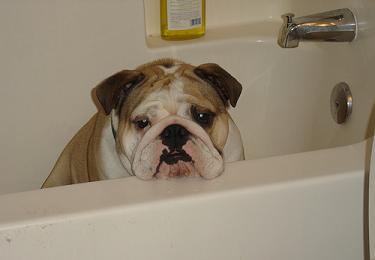 English Bulldog Puppy