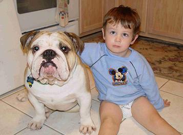 English Bulldog