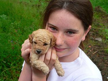 potty training a toy poodle