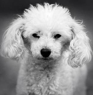 Beautiful Poodle dog