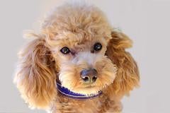 Toy Poodle