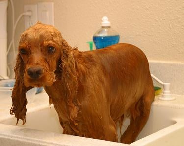 Red English Cocker Spaniel Dog taking bath