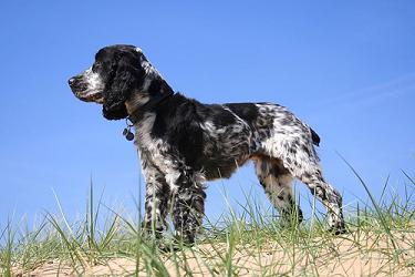 Grey and Black English Cocker Spaniel Dog