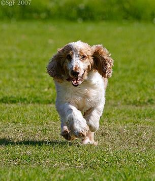 English Cocker Spaniel Dog playing in park