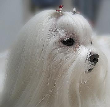 White Maltese Dog