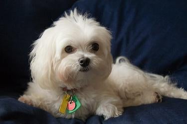 are maltese dogs easy to train