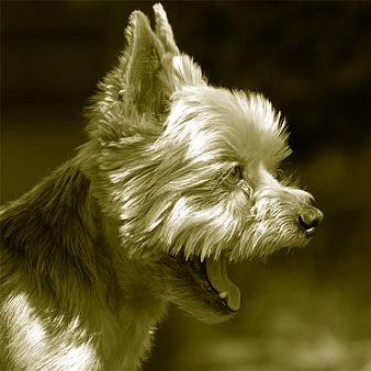 Yorkshire Terrier dog grey scale