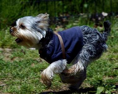 Yorkshire Terrier Breed dog with blue jacket