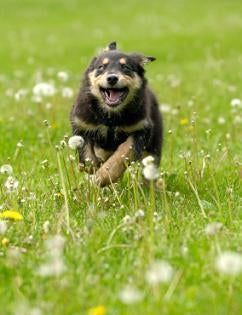 Australian Shepherd Breeders