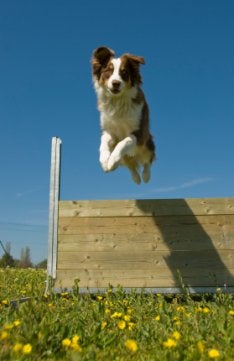 Australian Shepherd Puppy Picture