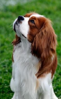 Cavalier King Charles Spaniel Breeders