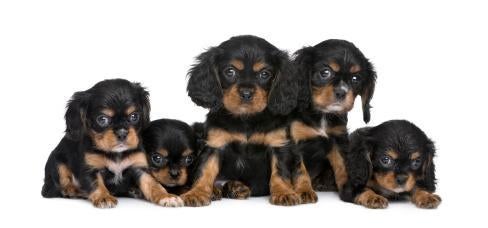 Cavalier King Charles Spaniel Training