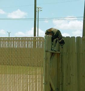 Dog Jumping Fence