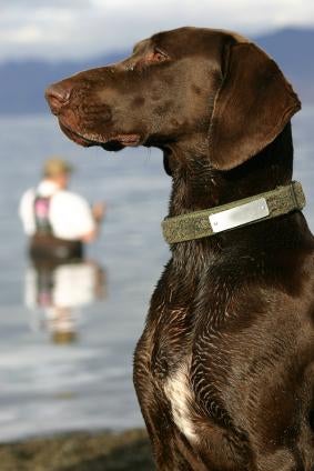 German Shorthair Pointer Puppy