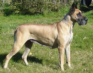 tan great dane