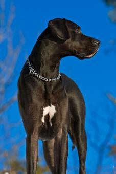 GreatDane Puppy