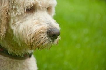 Labradoodle Pictures