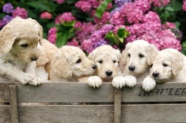 Labradoodle Puppies