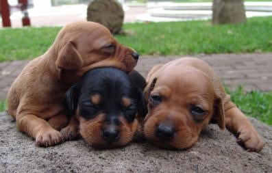 newborn miniature pinscher puppies