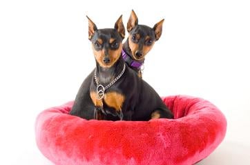 Miniature Pinscher Puppy Pictures