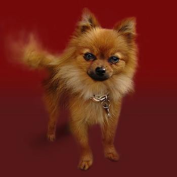 Pomeranian Picture