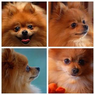 Pomeranian Puppy Pictures