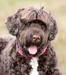 Portugese Water Dogs