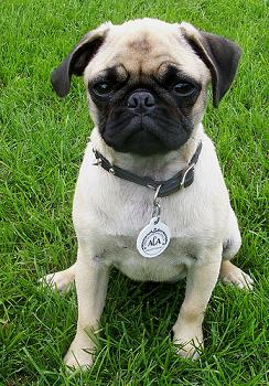 Pug For Sale