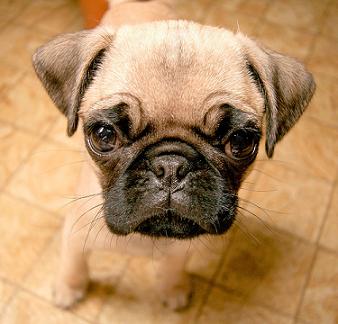 Pug Picture